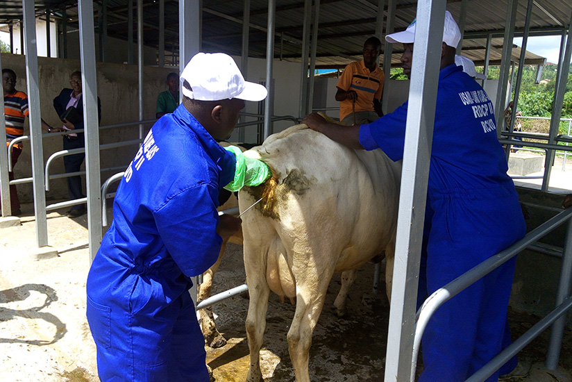 Sylvere Murwanashyaka, a veterinarian from Rwamagana District,  inseminates a cow at Mulindi Agri-show grounds in Gasabo District. Emmanuel Ntirenganya.