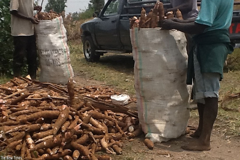 Men pack cassava for processing.  File.