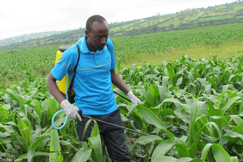 Didas Kayitare, the vice mayor in charge of economic development, Nyagatare District, sprays a maize plantation with army worm pesticides. The East African Community intends to har....
