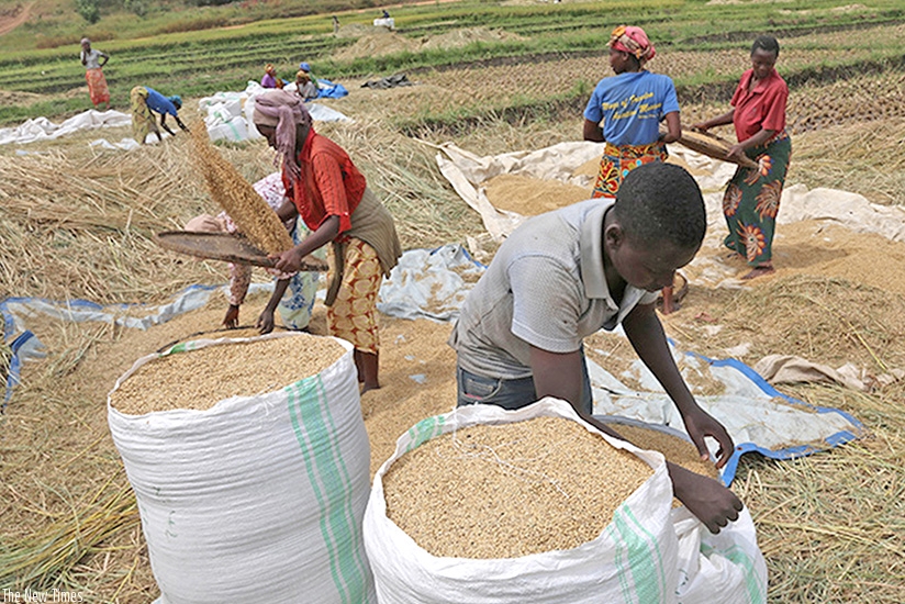 Rice farmers prepare the crop for market. Trade in grains and cereals is expected to grow under the deal. /  File.