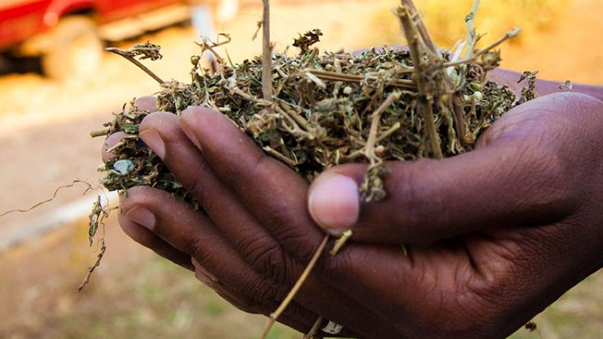A sample of Marijuna shown at Kicukiro police station. File.