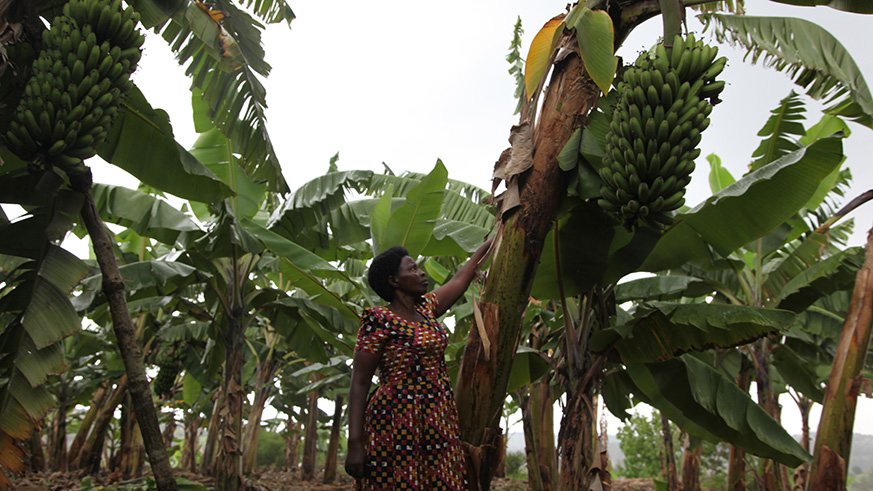 A woman in Nyanza district in a banana plantation owned by a cooperative. Small holder women famrsers say the training acquired from SCAB project help them be involved in Agric budgeting.