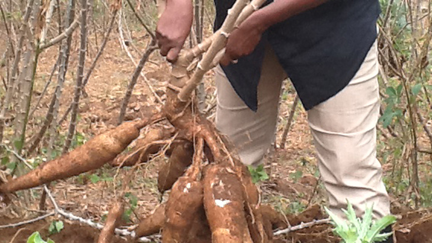 Over 50% of the local participants are agribusiness start-ups. / File.