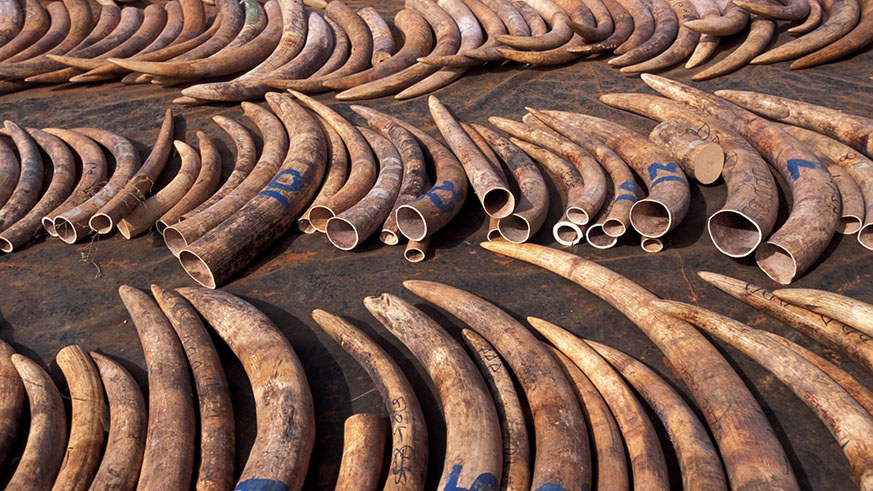 Alibaba, Google, and Microsoft are among the tech firms that teamed up to eliminate wildlife sales, including elephant tusk poaching. Net.