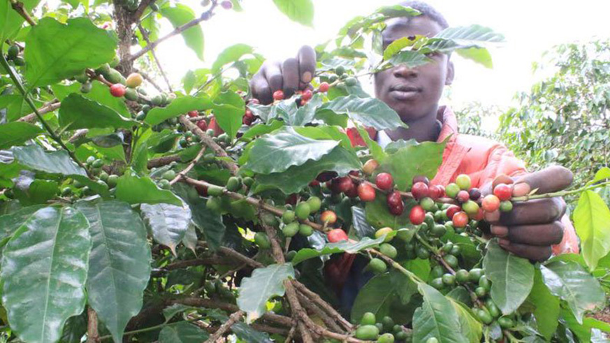 Where cash crops are given priority over food crops, the income can be used to buy food. Net.