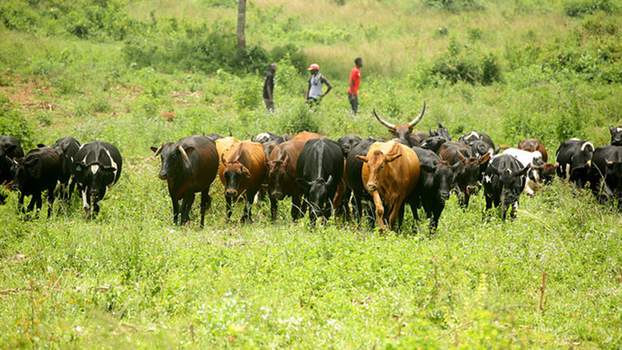 Above: AERG keeps livestock on the farm.