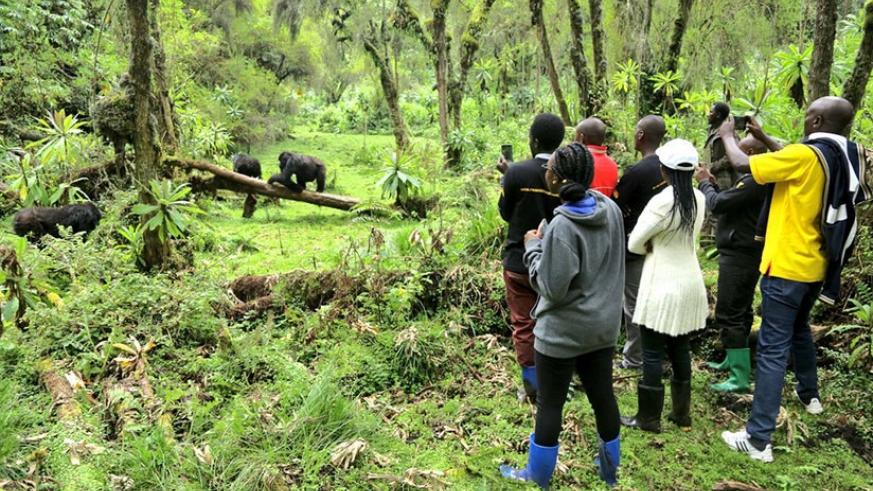 Some of the customer service champions watching the mountain gorillas during the trip. 