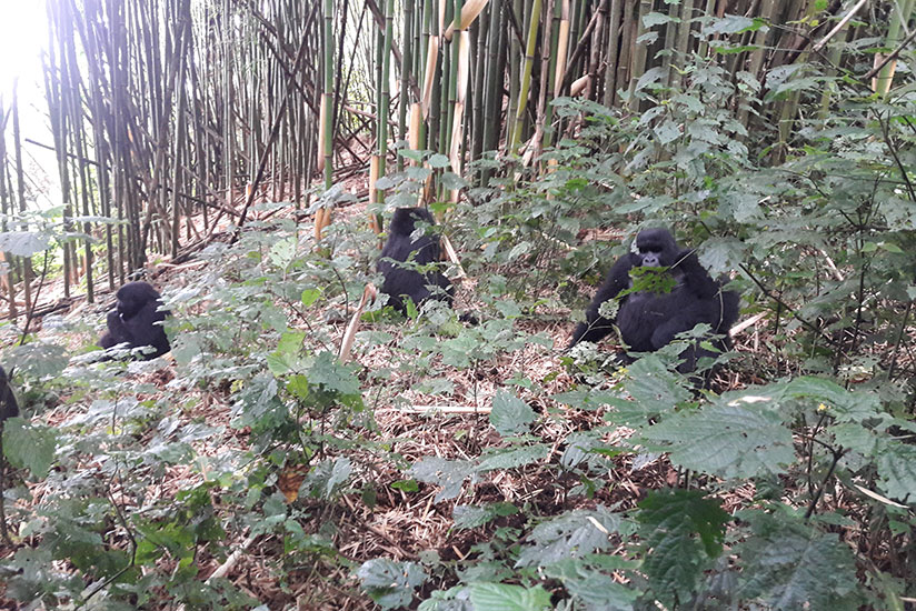 A group of mountain gorillas from Muhoza.
