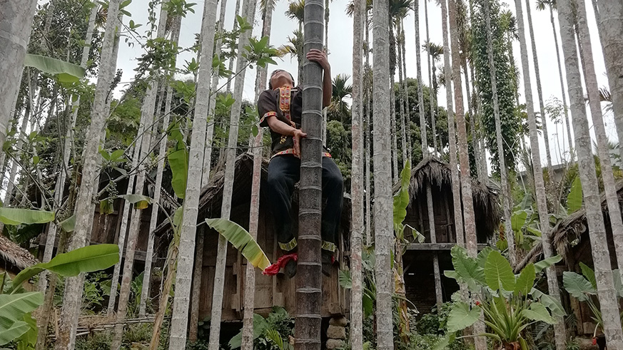 A man show how to climb a betel nut tree. Any man that wishes to marry must climb 49 such trees.