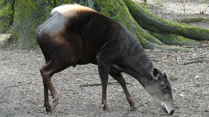 A yellow-backed duiker. Net photo.