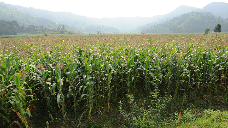 Currently there are healthy crops in Mugogo marshland in Nortthern Province that used to be flooded. The same practice is needed in Gicumbi District. 