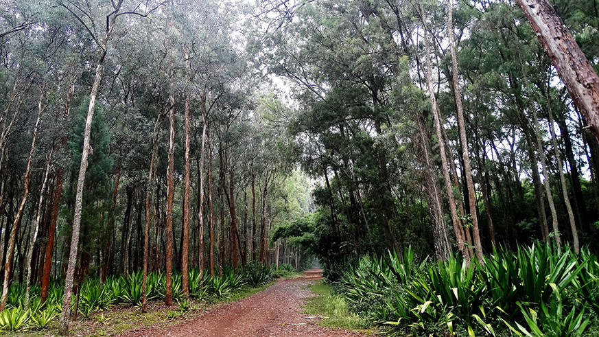 Rwanda Arboretum in Huye District.