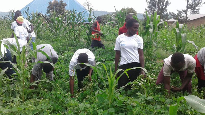 Students during their holiday help weed the farm of a vulnerable person in Gatsibo File. 