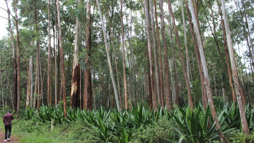Arboretum de Ruhande is a plantation forest (200 hectares).