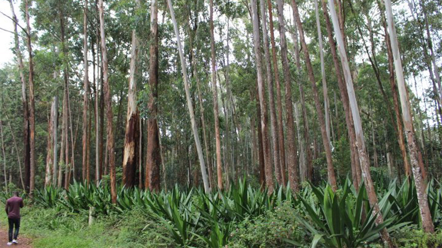 Arboretum de Ruhande is a plantation forest (200 hectares). Arboretum de Ruhande is a plantation forest (200 hectares).