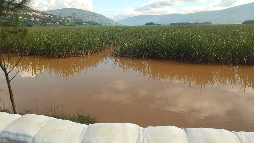 A view of semi-flooded surgar cane plantation for Kabuye Sugar Works at the boundary of Nyarugenge and Kamonyi Districts, on Saturday, May 5, 2018. Emmanuel Ntirenganya.