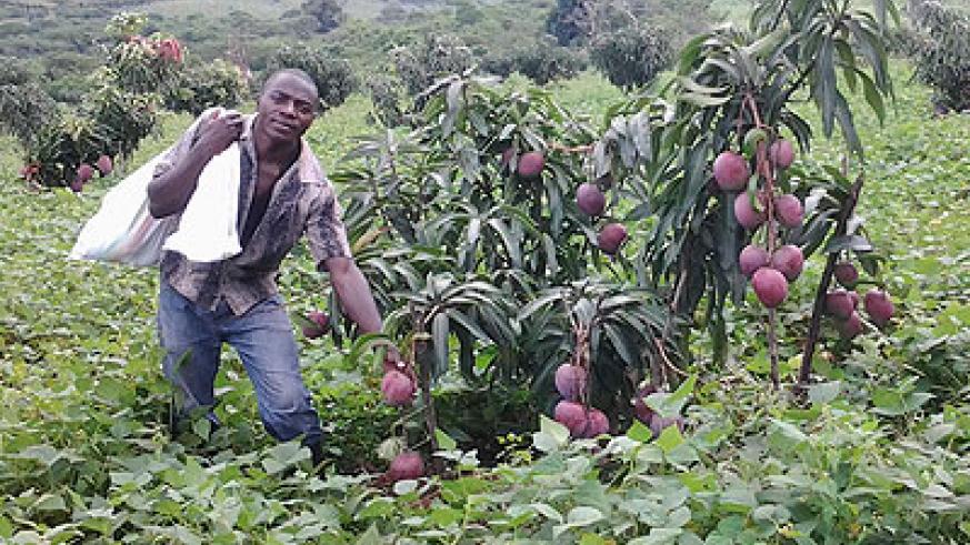 Commercial farming will play a big role in securing Rwandau2019s future. The New Times / File.