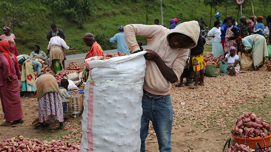 A farmer in Rulindo District packs sweet potatos. File.. 