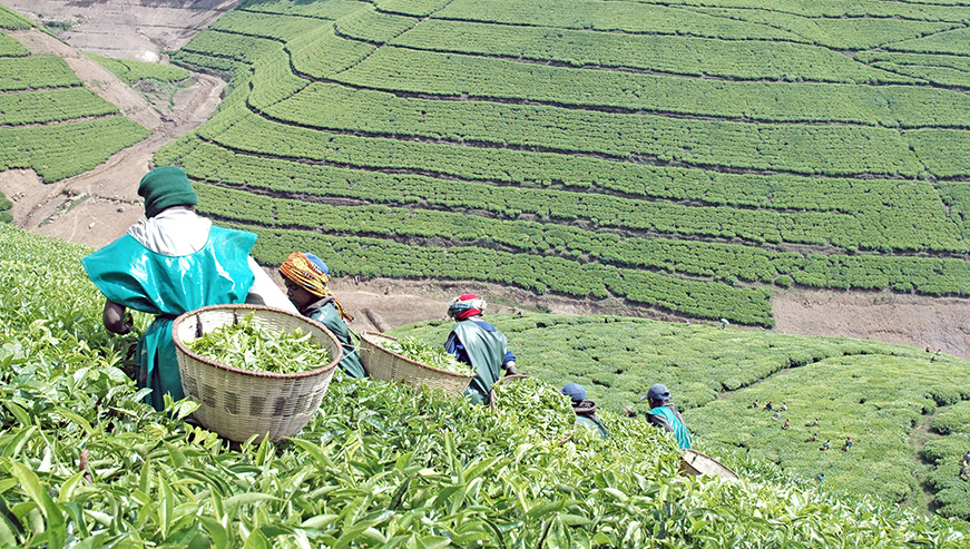 Although Africa is home to about 60 percent of the worldu2019s available arable land, many African countries are among the most food insecure regions of the world. 