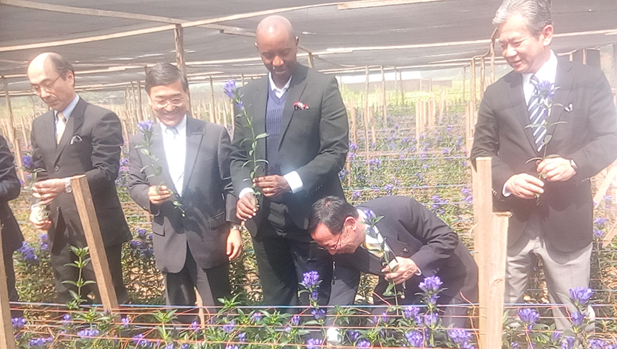 Officials from Japan and NAEB harvesting gentian flowers in Nyacyonga wetland that will soon be exported.
