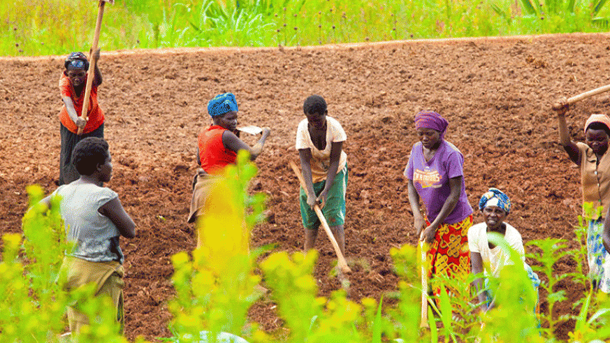 Farmers till their land. Experts say agric productivity has the most significant impact on economic growth indicators. File.