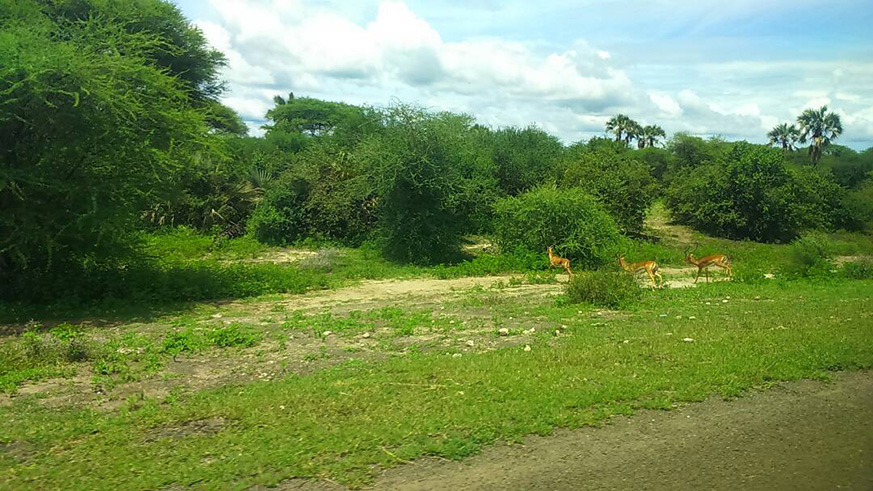 Incredible scenery along the long new highway saved the day. Apart from patches of captivating evergreen forests, there are magnificent signs of wild life all over.