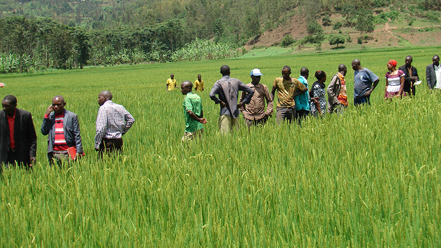 Rice marhland in Kirehe district.Youth are needed to rejuvenate agriculture sector for increasing productivity.Michel Nkurunziza