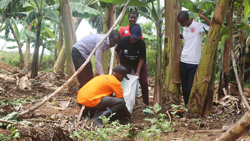 Youth plant bananas in Nyagatare District. Michel Nkurunziza. 