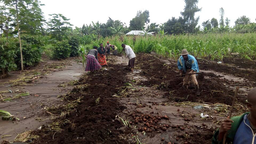 Hectares of crops were damaged by floods in Burera and Musanze Districts. Regis Umurengezi