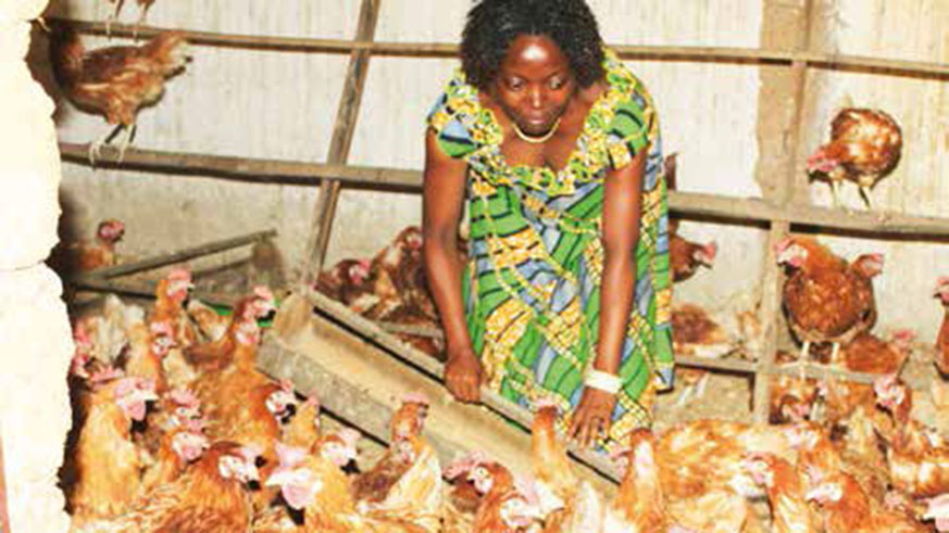 A lady in her poultry farm is another loan beneficiary  from Umwalimu Sacco.