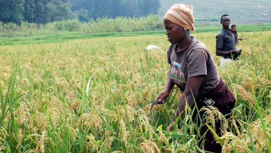 Rice farmers in Rubona in Southern Province harvest their produce. File.