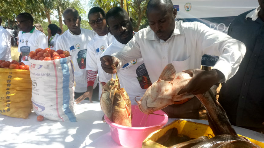 A farmer displays a variety of fish which was on display during the launch of Nzangwa-Gasenyi feeder road in Rweru Sector, Bugesera District, Wednesday, May 30, 2018. / Emmanuel Ntirenganya