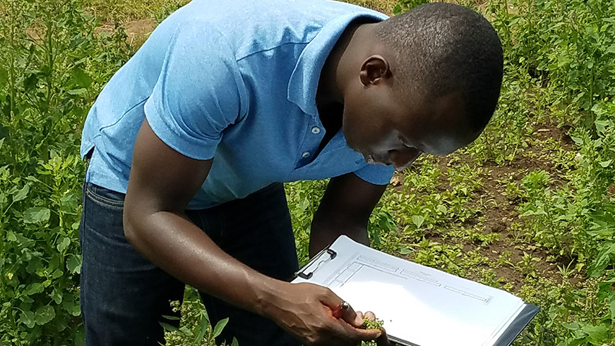 Habiyaremye checking quinoa flowering stages in Musanze field