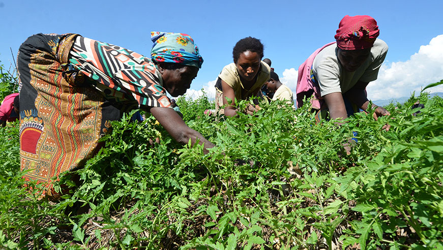 Tomato farmers  weeding  their plantation in Musanze District. farmers want governments to allocate enough resources for disaster preparedness programs. Sam Ngendahimana.