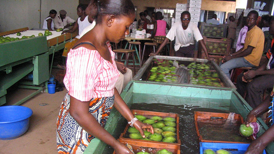 A business woman from Bugarama washes mangoes before taking them to the market. File. 