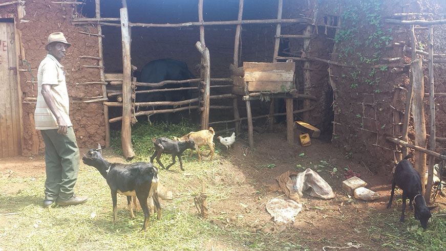At his compound in Nyamirambo sector, Polepole own cows, goats, chickens and ducks ElisÃ©e Mpirwa