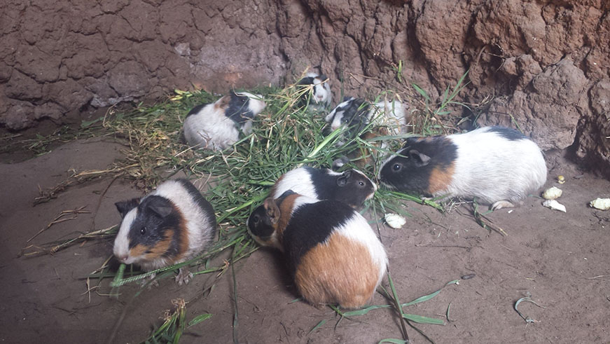Hamsters left at Polepole's which will end up on his plate Elisee Mpirwa