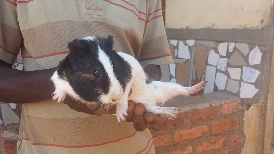 Polepole holding a male hamster that he keeps a pet and future meal ElisÃ©e Mpirwa