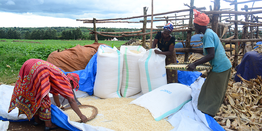 Women farmers prepare their harvest.