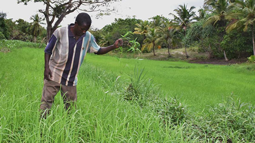 A farmer weeds his rice farm. Net photo.