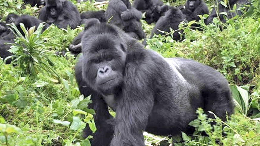Gorillas in Virunga are some of Rwandaâ€™s big tourist attractions. File.