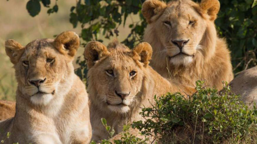 Lions in Akagera. File.