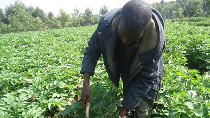 Rwanda demand for quality seed potatoes exceeds supply.