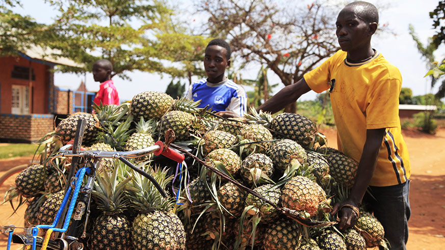 The government is set to carry out a national survey to map all the youth involved in agribusiness. Pineapple farmers in Mugesera Sector. Ngoma District (Sam Ngendahimana)