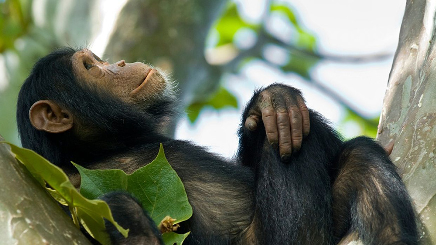 destination nyungwe rwanda