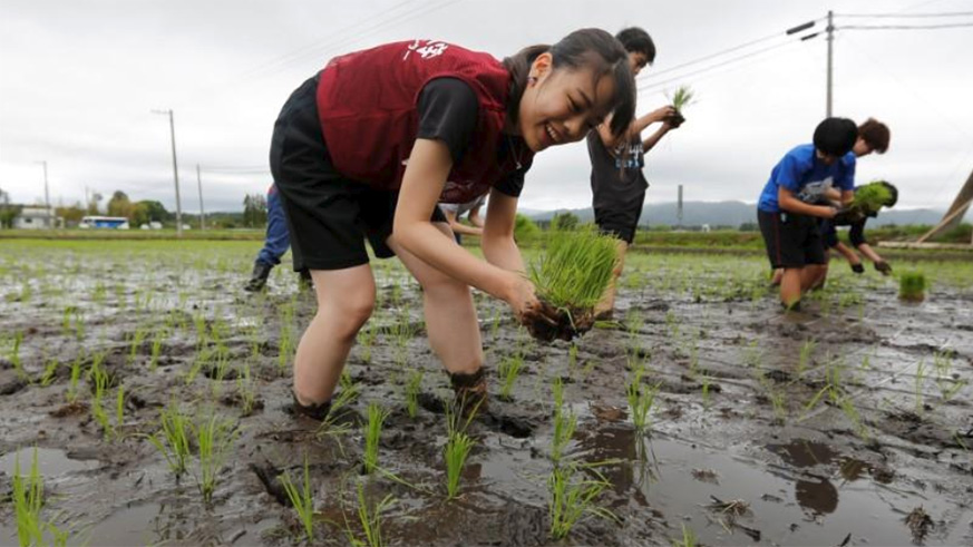 Tourists from Tokyo's universities, plant rice seedlings in a paddy field, near Tokyo Electric Power Co's (TEPCO) tsunami-crippled Fukushima Daiichi nuclear power plant, during a rice planting event in Namie town, Fukushima prefecture, Japan May 19, 2018. / Internet photo