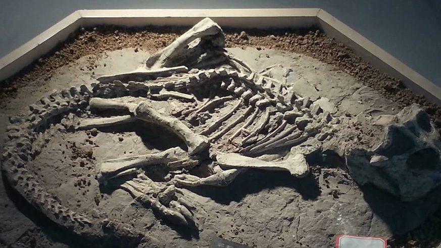 Remains of a dinosaur found in Chaoyang Paleontological Museum.