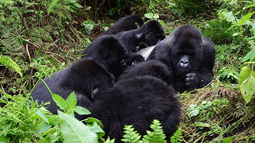 Mountain gorillas from Susa Group in Kalisimbi forest ( Sam Ngendahimana)