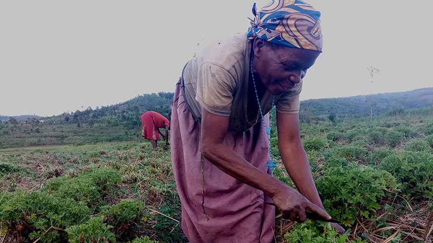A farmer harvesting geranium leaves in Kirehee District on Saturday, June 23, 2018 (Emmanuel Ntirenganya)