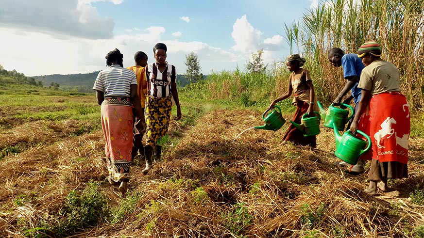 Farmers watering essential oil crops in Kirehee District on Saturday, June 23, 2018 (Emmanuel Ntirenganya)